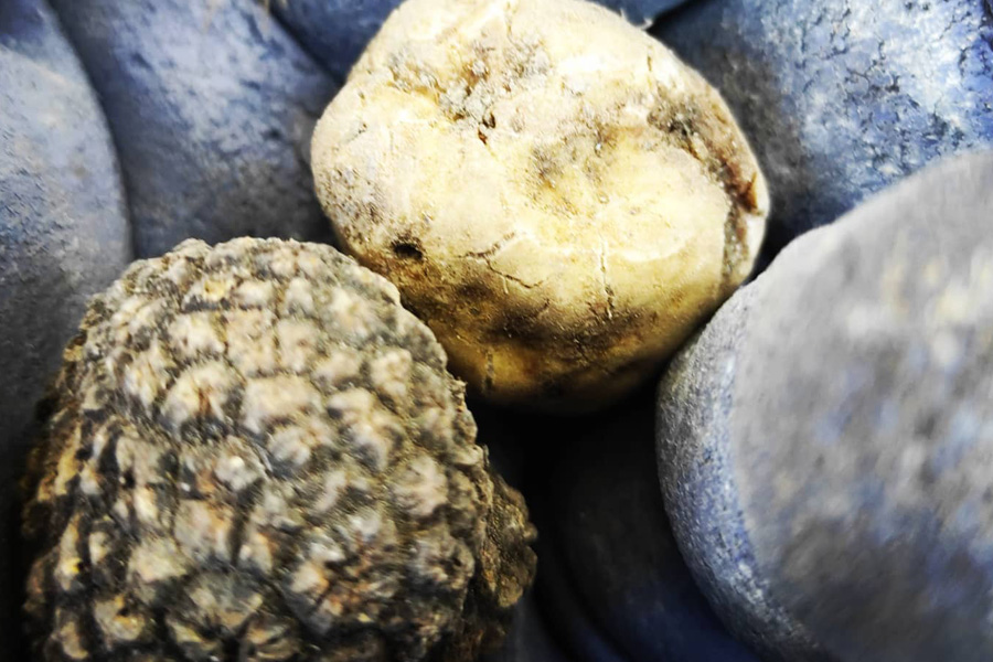 DARE DA MANGIARE IL TARTUFO AL CANE?