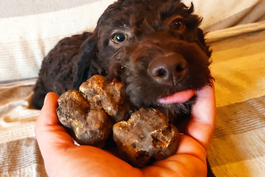 Prima esperienza sul tartufo?