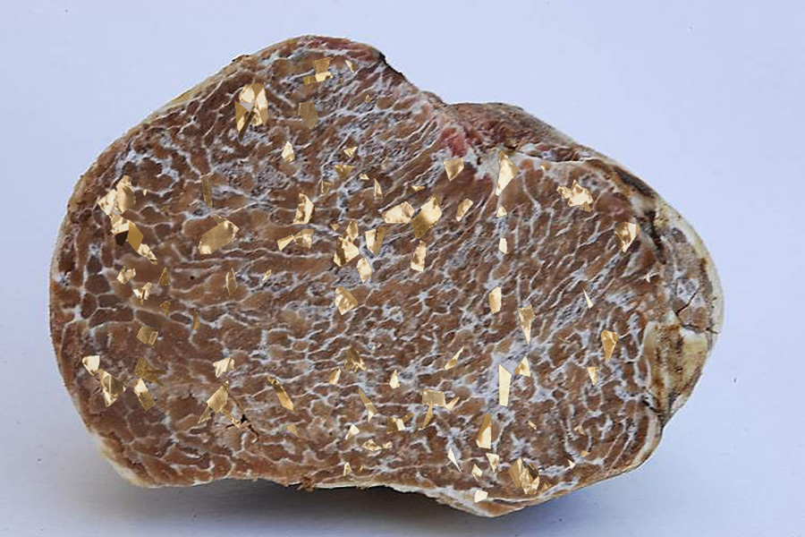 Un Premio della Natura: Tuber Aureum, il Tartufo Bianco con Scaglie d’Oro